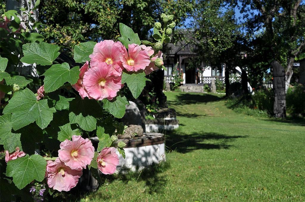 Bed & Breakfast Popamuseum Tarpesti Strada Muzeului Nr 28 Tîrpeşti Exteriör bild