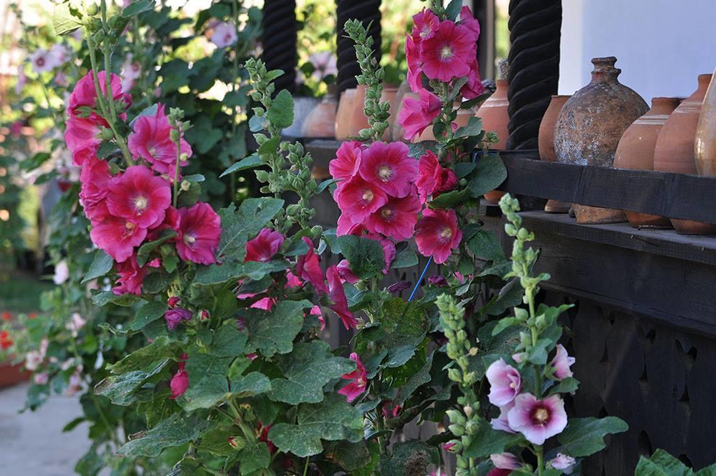 Bed & Breakfast Popamuseum Tarpesti Strada Muzeului Nr 28 Tîrpeşti Exteriör bild
